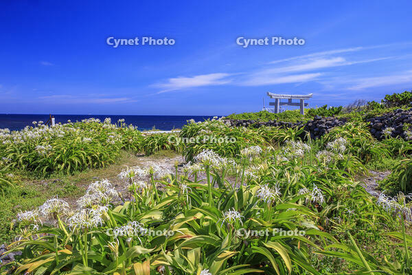 ハマユウと夢崎明神　夢崎明神海岸　角島 [MOP110103310]