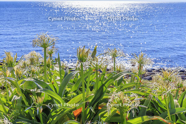 ハマユウ咲く夢崎明神海岸　角島 [MOP110103328]