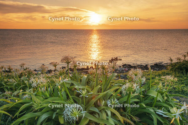 ハマユウ咲く夢崎明神海岸と夕日　角島 [MOP110103330]