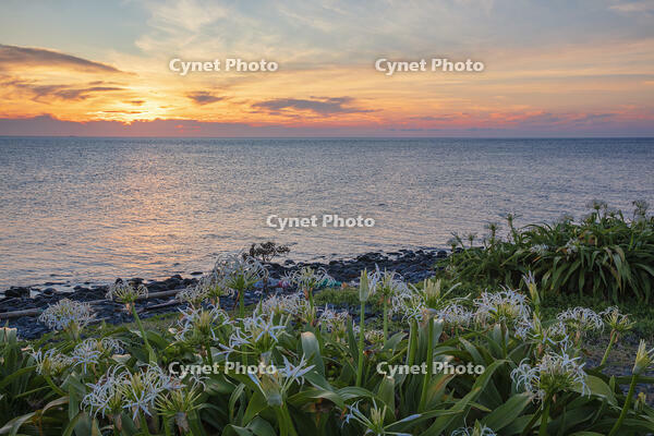 ハマユウ咲く夢崎明神海岸夕景　角島 [MOP110103332]