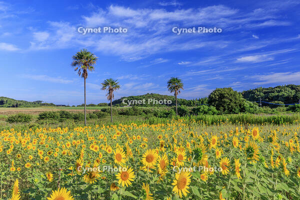 有毛ひまわり畑 [MOP110103337]