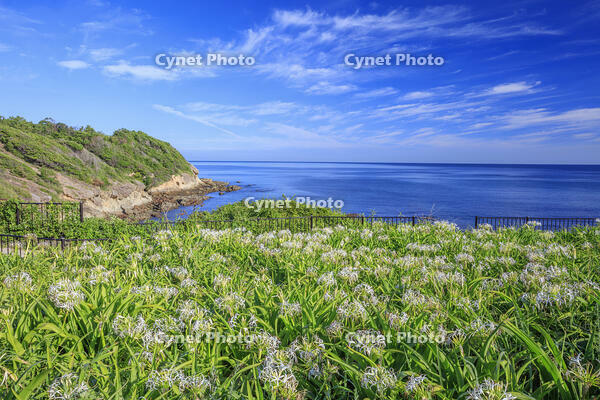 夏井ヶ浜のハマユウ自生地 [MOP110103339]