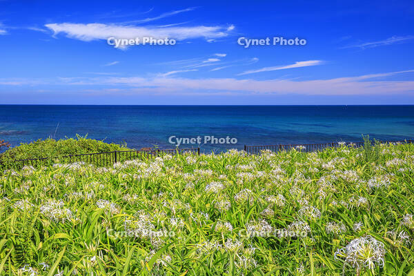夏井ヶ浜のハマユウ自生地 [MOP110103341]