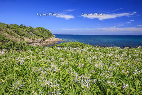 夏井ヶ浜のハマユウ自生地 [MOP110103342]