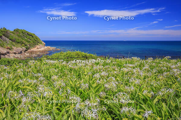 夏井ヶ浜のハマユウ自生地 [MOP110103343]