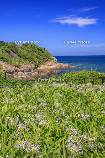 夏井ヶ浜のハマユウ自生地 [MOP110103344]