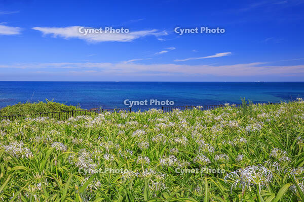 夏井ヶ浜のハマユウ自生地 [MOP110103345]