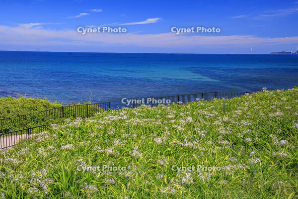 夏井ヶ浜のハマユウ自生地 [MOP110103346]