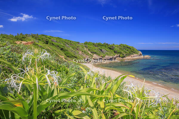 ハマユウ咲く夏井ヶ浜 [MOP110103347]