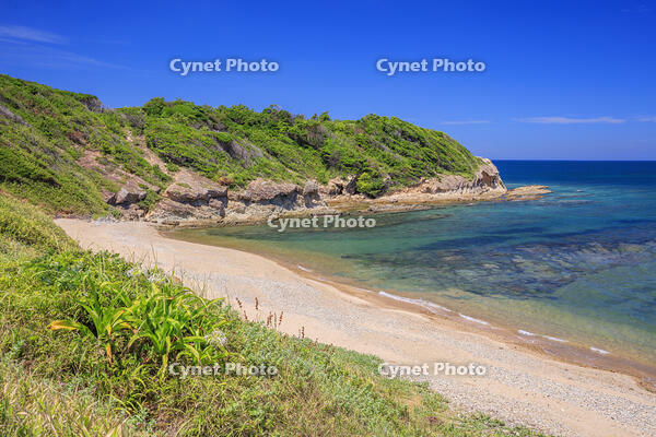 ハマユウ咲く夏井ヶ浜 [MOP110103348]