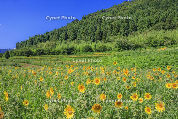 ヒマワリ咲くむつみフラワーロード [MOP110103367]