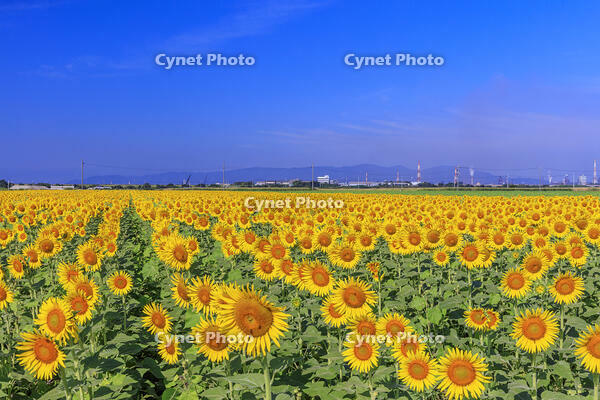 ヒマワリ咲く笠岡ベイファーム [MOP110103389]