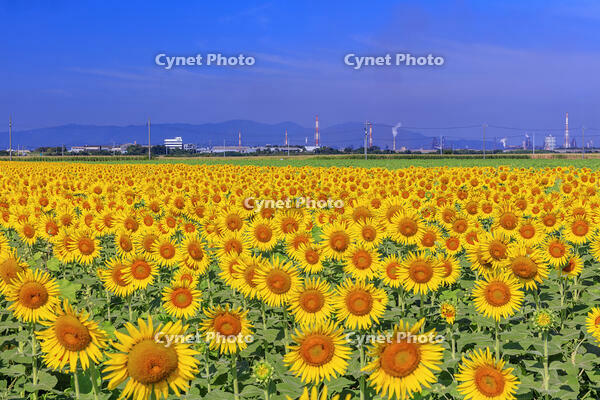 ヒマワリ咲く笠岡ベイファーム [MOP110103390]