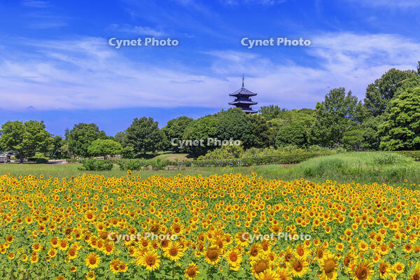 ヒマワリ咲く備中国分寺　五重塔 [MOP110103393]