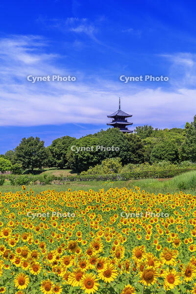 ヒマワリ咲く備中国分寺　五重塔 [MOP110103394]