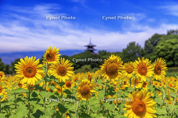 ヒマワリ咲く備中国分寺　五重塔 [MOP110103395]