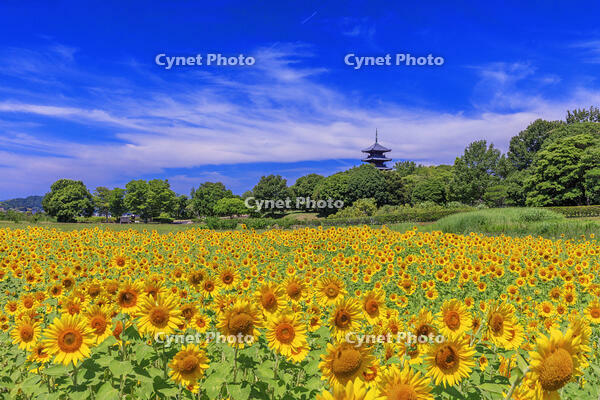 ヒマワリ咲く備中国分寺　五重塔 [MOP110103396]