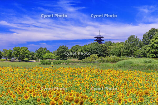 ヒマワリ咲く備中国分寺　五重塔 [MOP110103397]