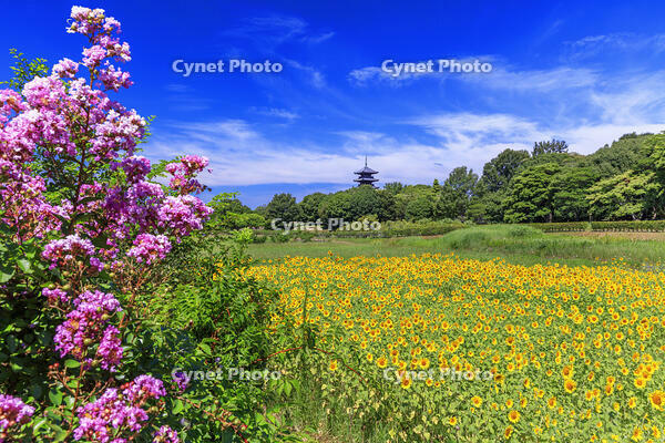 サルスベリとヒマワリ咲く備中国分寺　五重塔 [MOP110103398]