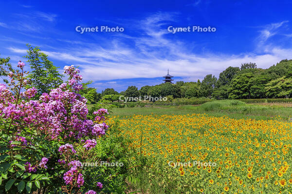 サルスベリとヒマワリ咲く備中国分寺　五重塔 [MOP110103399]