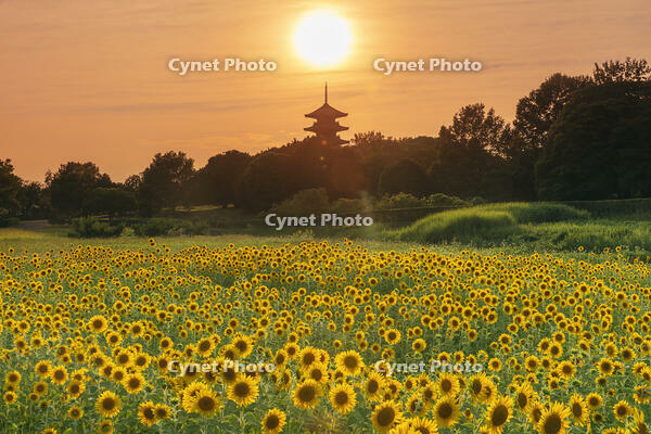 ヒマワリ咲く備中国分寺　五重塔と夕日 [MOP110103404]