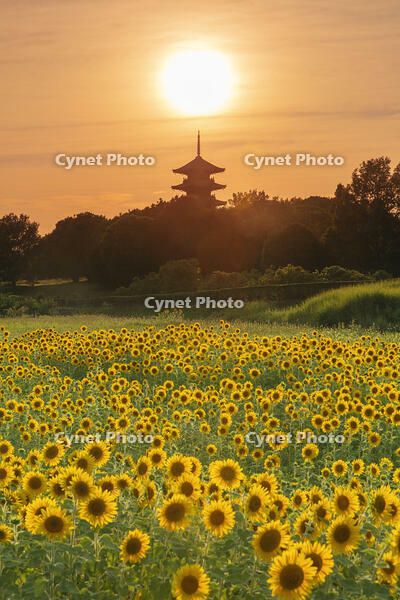 ヒマワリ咲く備中国分寺　五重塔と夕日 [MOP110103405]