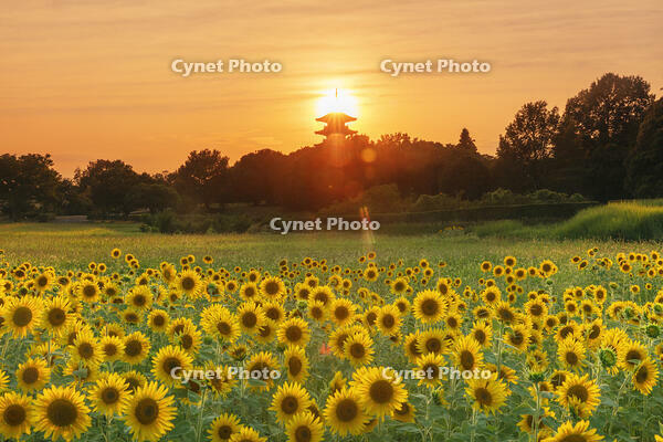 ヒマワリ咲く備中国分寺　五重塔と夕日 [MOP110103406]
