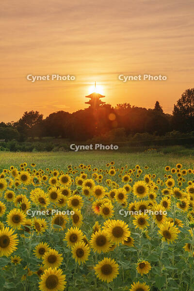 ヒマワリ咲く備中国分寺　五重塔と夕日 [MOP110103407]