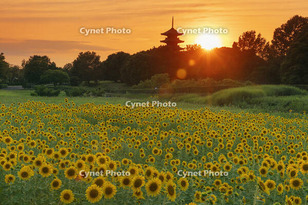 ヒマワリ咲く備中国分寺　五重塔と夕日 [MOP110103408]