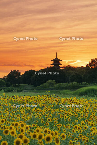 ヒマワリ咲く備中国分寺　五重塔夕景 [MOP110103409]