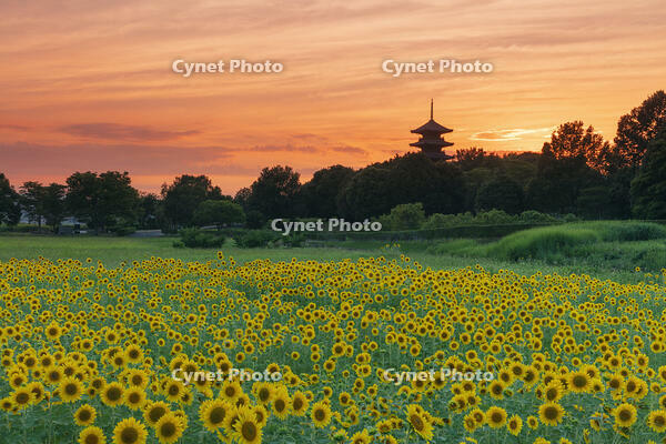 ヒマワリ咲く備中国分寺　五重塔夕景 [MOP110103410]