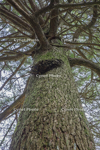 長楽寺跡のトガ [MOP110103411]