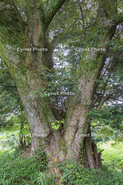 荒神塚のシイガシ [MOP110103412]