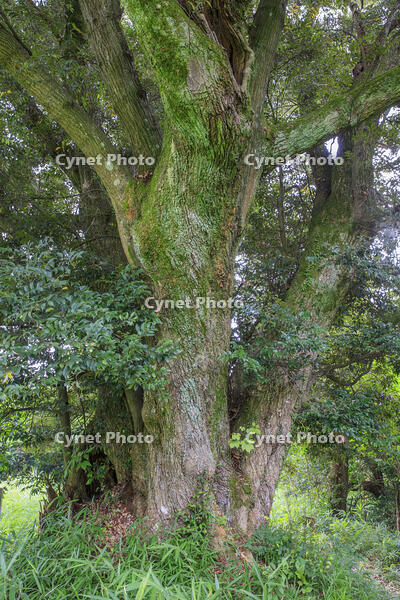 荒神塚のシイガシ [MOP110103413]