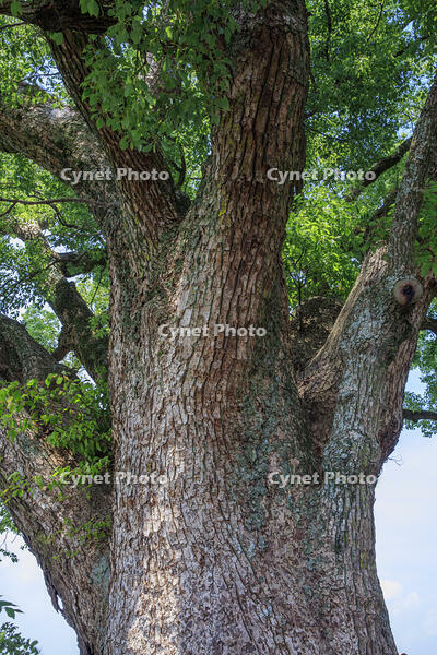 揖保川堤防のクスノキ [MOP110103414]