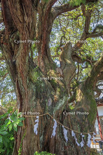 善徳寺のビャクシン [MOP110103415]