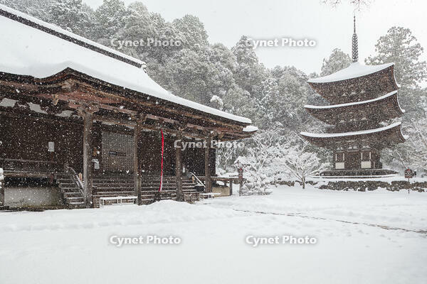 雪の西明寺　本堂と三重塔　湖東三山 [MOP110104299]