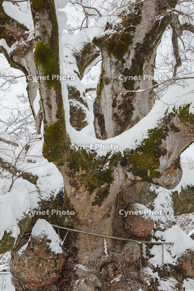 雪の柏原野神のケヤキ（八幡神社のケヤキ)　樹高約11m　推定樹齢300年以上 [MOP110104311]