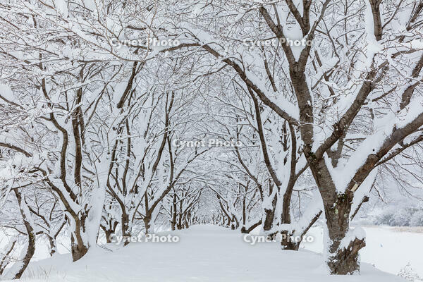 雪の高時川の桜並木 [MOP110104315]