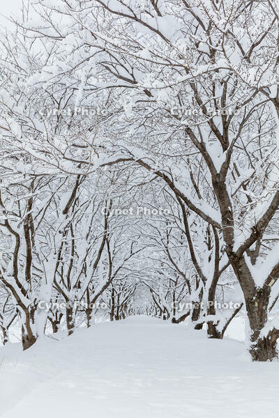 雪の高時川の桜並木 [MOP110104316]