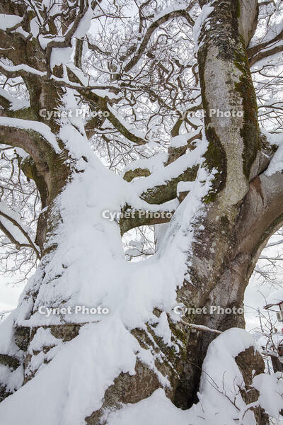 雪の田部のエノキ　樹高約12m [MOP110104317]