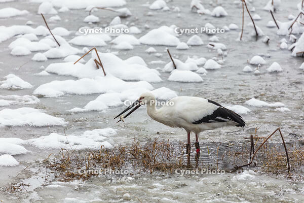 コウノトリ　雪の西池 [MOP110104321]