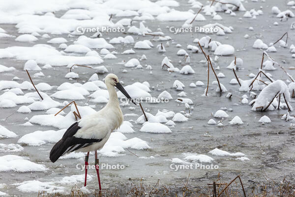 コウノトリ　雪の西池 [MOP110104322]