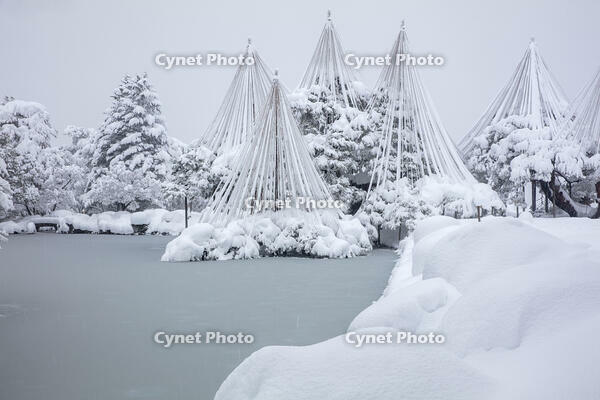 雪の兼六園　唐崎松の雪吊 [MOP110104338]