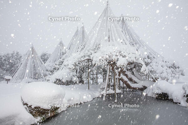 雪の兼六園　唐崎松の雪吊 [MOP110104339]