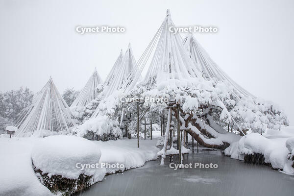 雪の兼六園　唐崎松の雪吊 [MOP110104340]