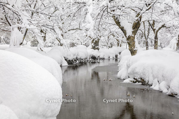 雪の兼六園 [MOP110104342]