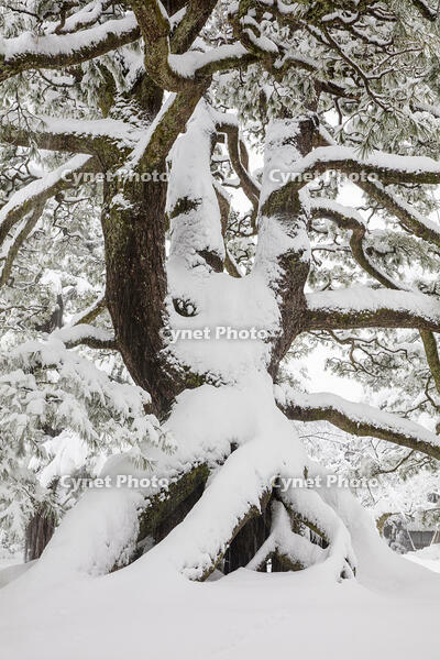 雪の兼六園　根上松　クロマツ　樹高約10m　推定樹齢200年 [MOP110104344]