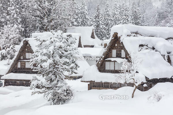 雪の相倉合掌造り集落 [MOP110104372]