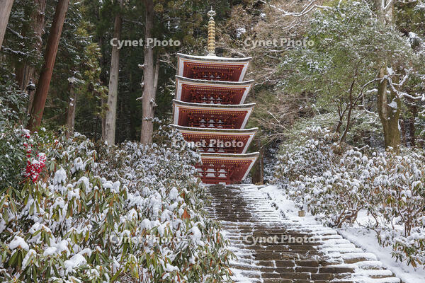 雪の五重塔　室生寺 [MOP110104383]